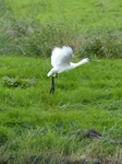 FZ020243 Eurasian spoonbill (Platalea leucorodia).jpg